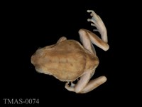 藏品(日本樹蟾)的圖片